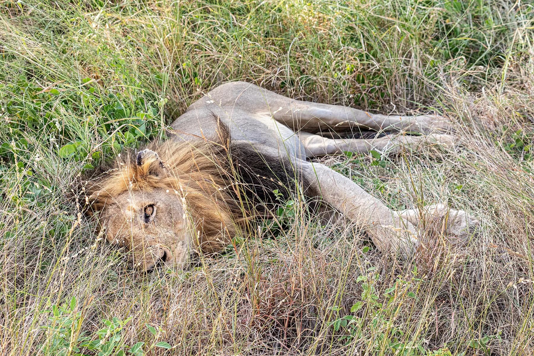 Lion lors d'un safari, Afrique du Sud