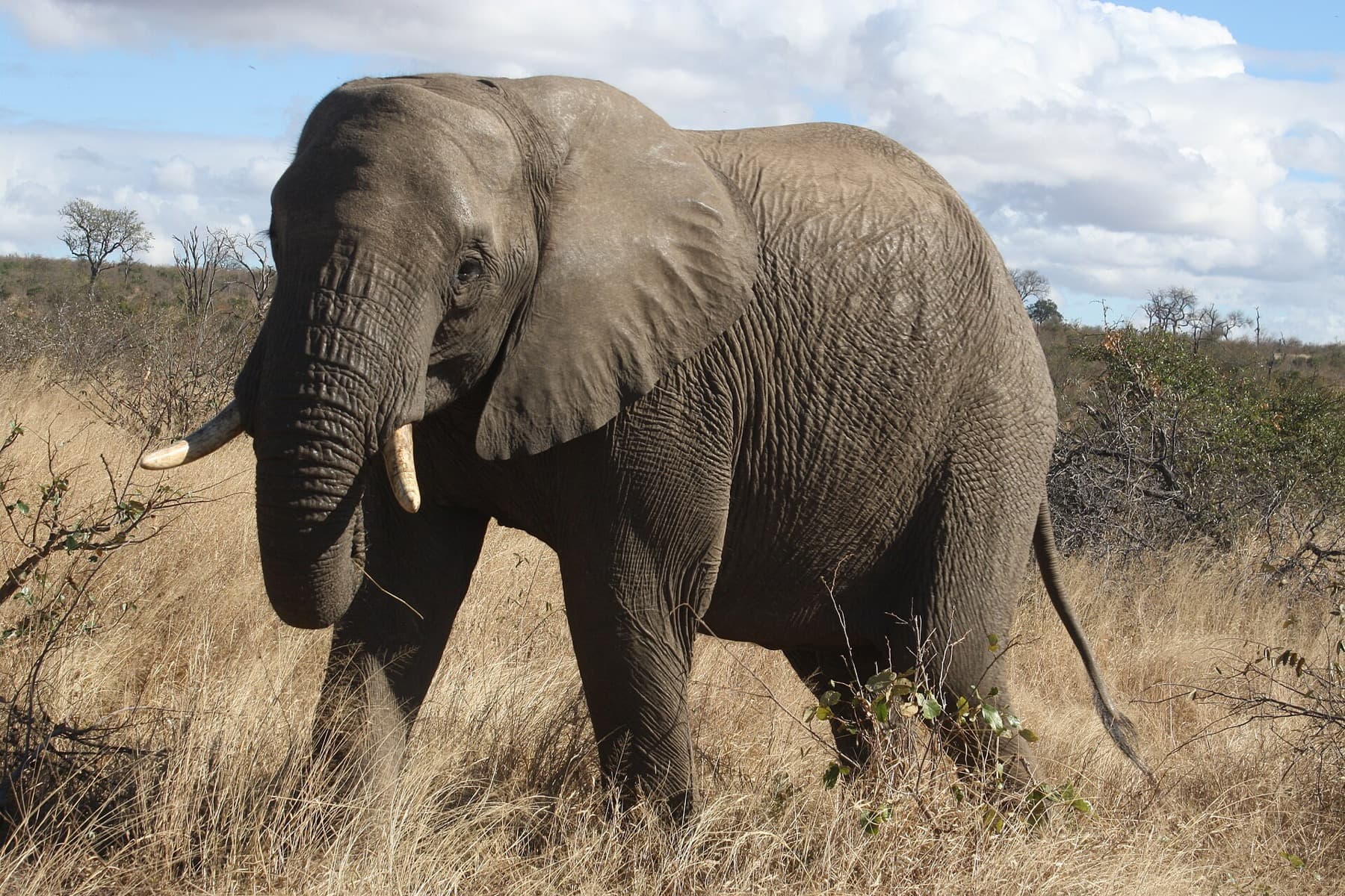 Éléphant en safari, Afrique du Sud