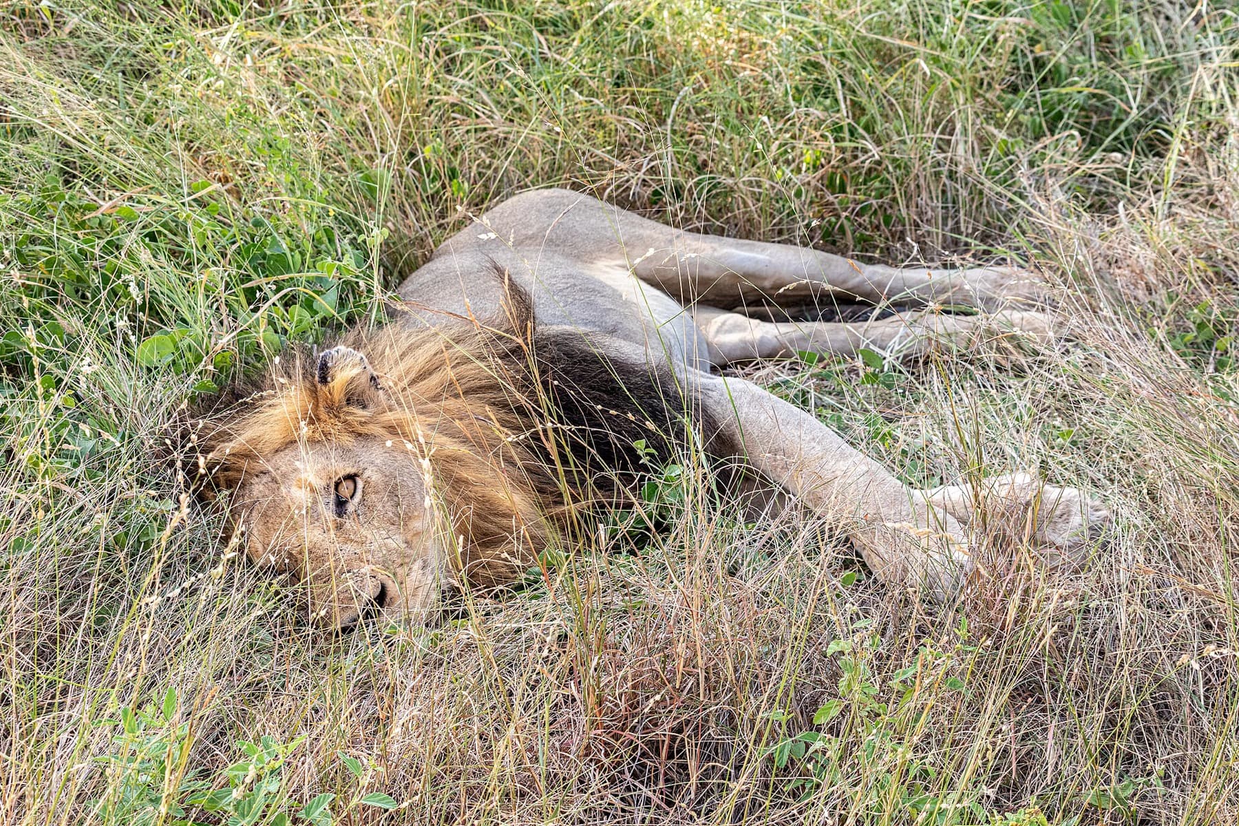 Lion lors d'un safari, Afrique du Sud