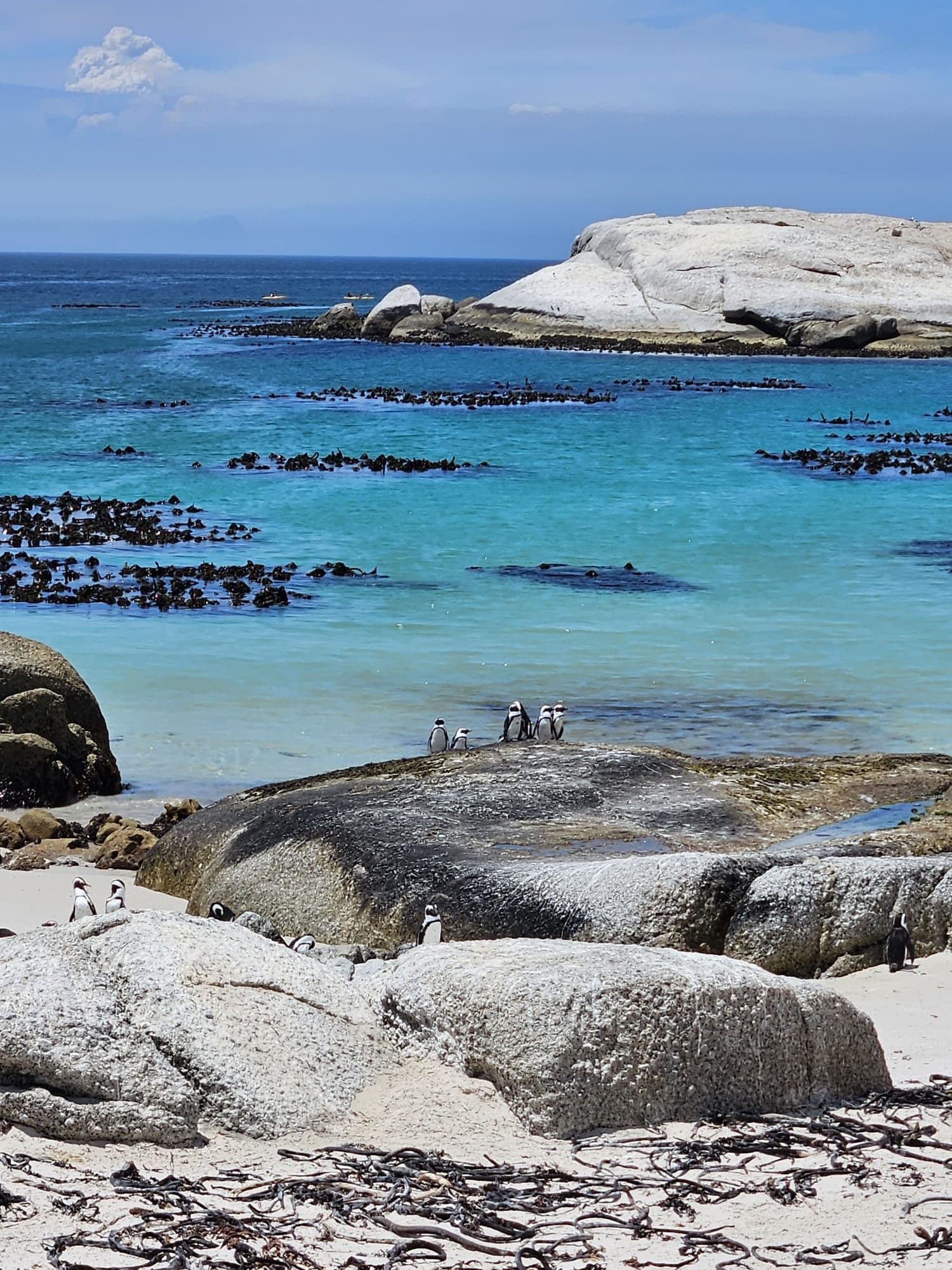 Colonie de manchots à Boulders Beach, Afrique du Sud