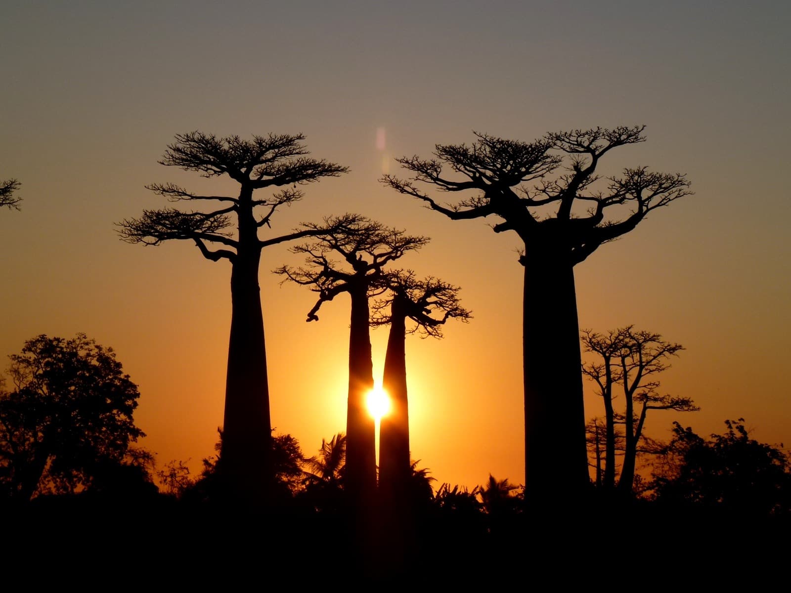 L'allée des baobabs au coucher du soleil, Madagascar