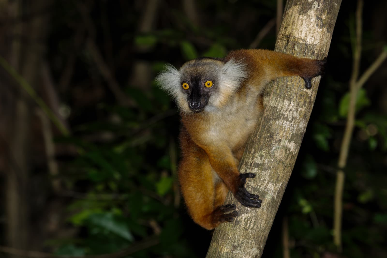 Lémurien de Madagascar