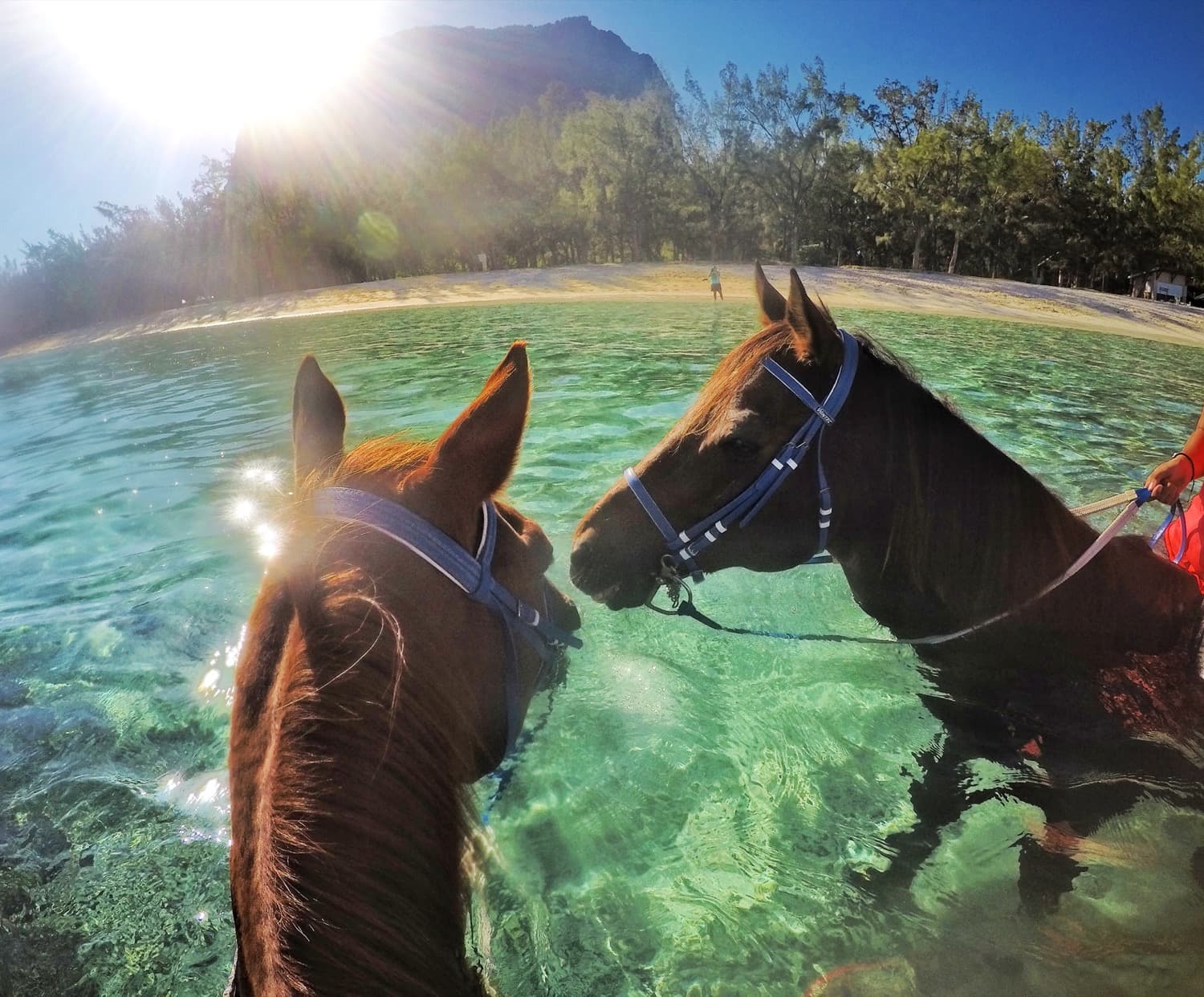 Chevaux au bord du lagon, île Maurice