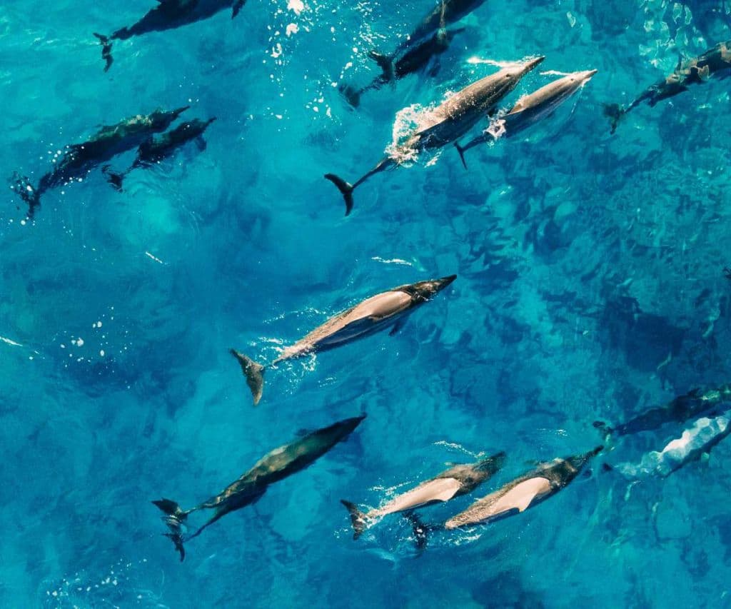 Nage avec les dauphins au large de Rivière Noire, île Maurice