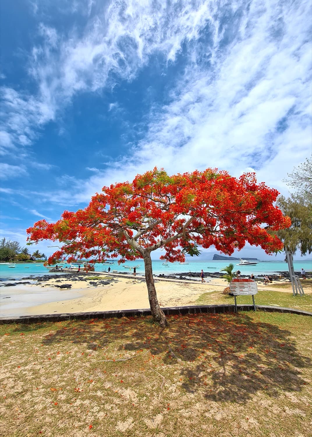 Flamboyant en fleurs dans la nature mauricienne