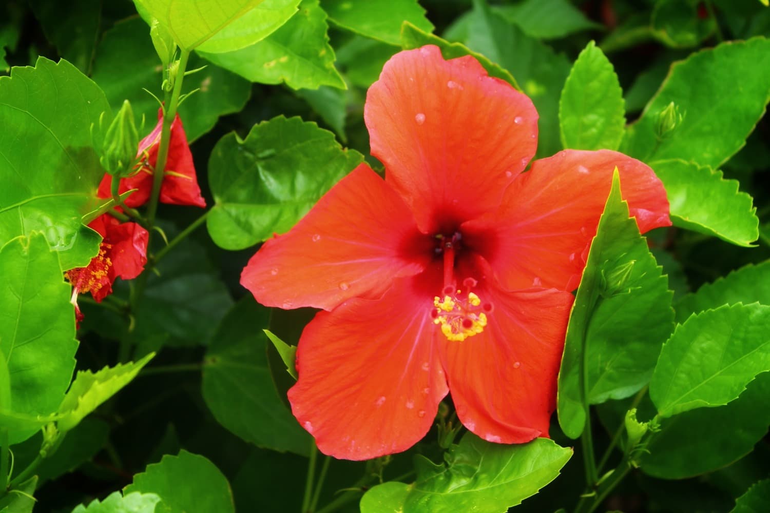 Hibiscus rouge, fleur emblématique de l'île Maurice