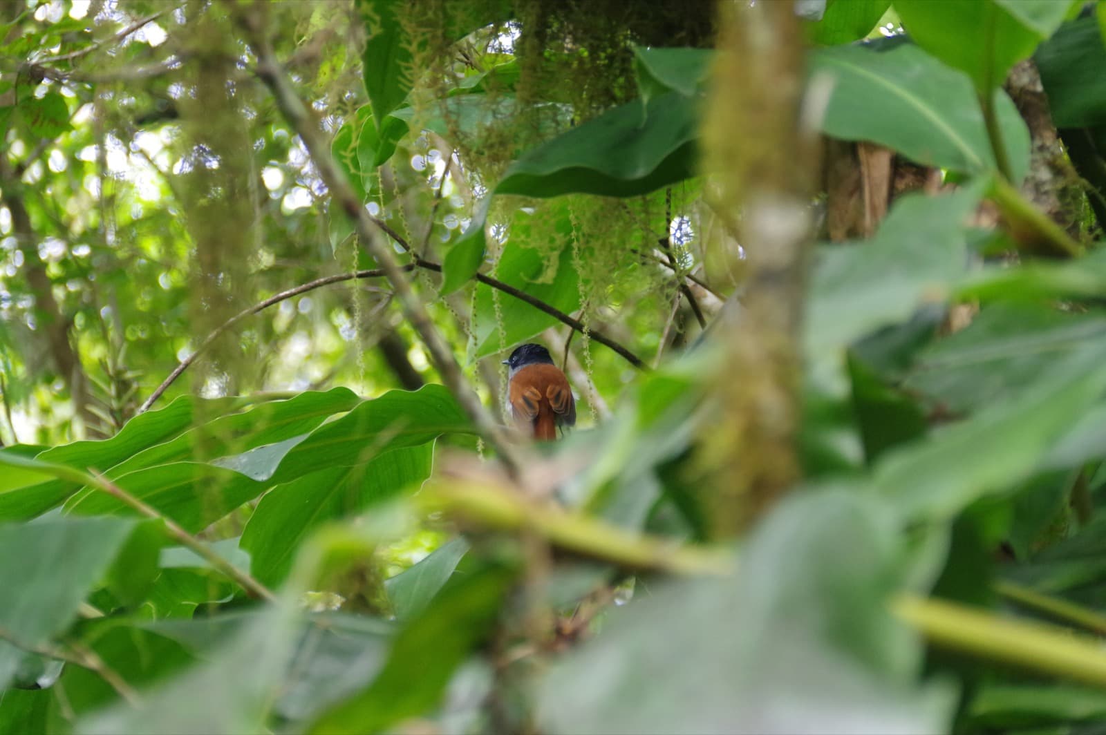 Le cirque de Cilaos entouré de montagnes, La Réunion