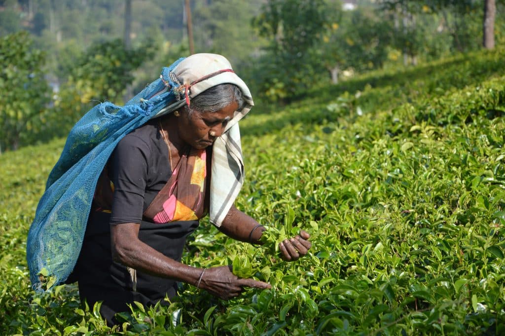 Randonnée dans les plantations de thé, Sri Lanka