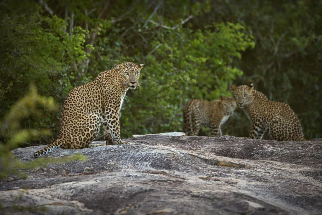 Safari et faune sauvage au Sri Lanka