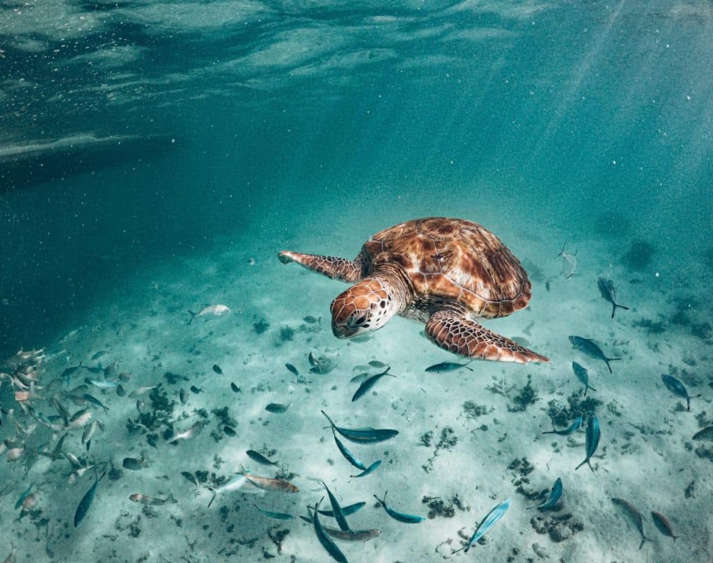Rencontre avec une tortue marine, Sri Lanka