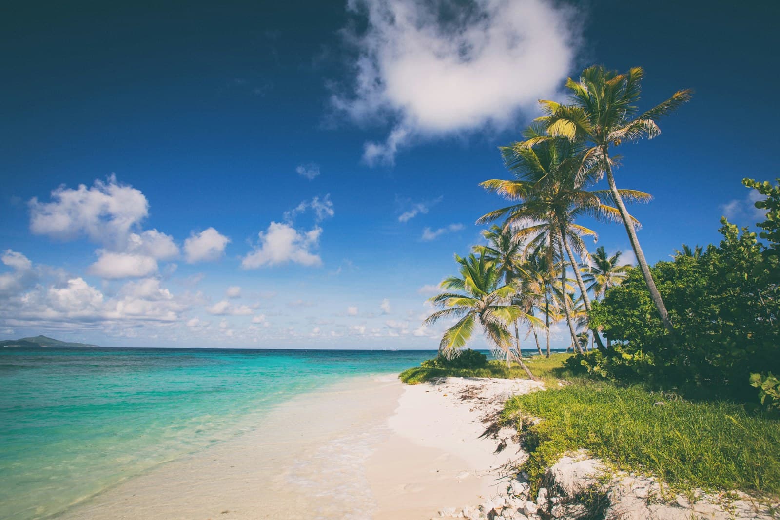 Plage des Antilles bordée de palmiers et d'une eau turquoise